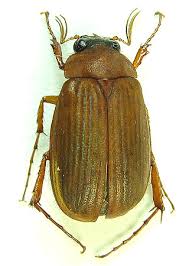 Attēlu rezultāti vaicājumam “Serica brunnea”