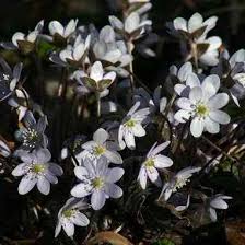 Attēlu rezultāti vaicājumam “Hepatica nobilis bud”