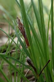 Attēlu rezultāti vaicājumam “Anthracoidea”