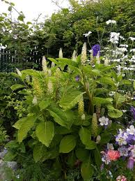 Attēlu rezultāti vaicājumam “Phytolacca acinosa flower”
