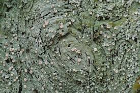 Attēlu rezultāti vaicājumam “Icmadophila ericetorum”