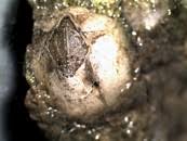 Attēlu rezultāti vaicājumam “Balanus improvisus”