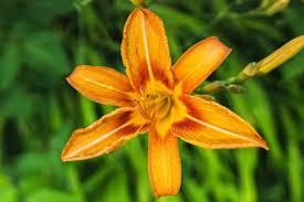 Attēlu rezultāti vaicājumam “Hemerocallis lilioasphodelus”