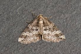 Attēlu rezultāti vaicājumam “Perizoma bifaciata”