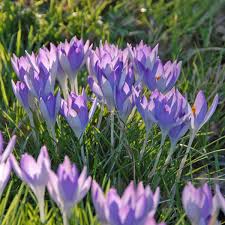 Attēlu rezultāti vaicājumam “Crocus tommasinianus”