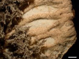 Attēlu rezultāti vaicājumam “Peltigera canina”