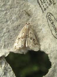 Attēlu rezultāti vaicājumam “Parapoynx stratiotata male”