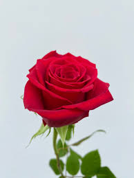 Image result for Red Rose Cc