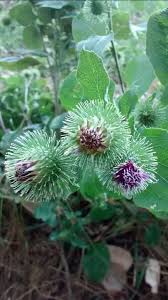 Attēlu rezultāti vaicājumam “Arctium lappa”