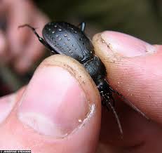 Attēlu rezultāti vaicājumam “Carabus hortensis”