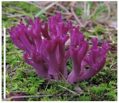 Attēlu rezultāti vaicājumam “Clavaria sphagnicola”