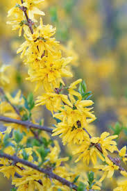 Attēlu rezultāti vaicājumam “Forsythia suspensa flower”