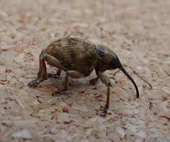 Attēlu rezultāti vaicājumam “Curculio venosus”