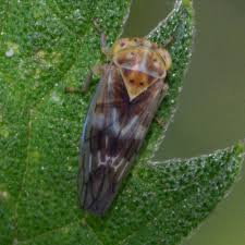 Attēlu rezultāti vaicājumam “Lamprotettix nitidulus”