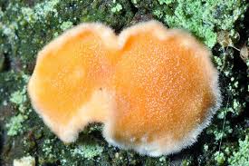 Attēlu rezultāti vaicājumam “Aleurodiscus amorphus”