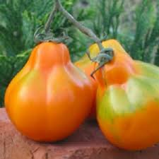 Afbeeldingsresultaat voor black elephant tomato