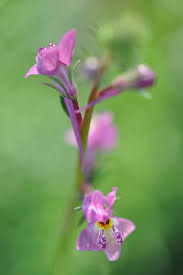Attēlu rezultāti vaicājumam “Linaria loeselii bud”