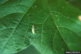 Attēlu rezultāti vaicājumam “Syrphus larva”