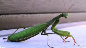 Attēlu rezultāti vaicājumam “Mantis religiosa”
