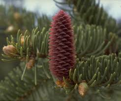Attēlu rezultāti vaicājumam “Picea abies fruit”