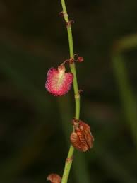 Attēlu rezultāti vaicājumam “Rumex acetosa flower”