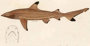 Image result for Carcharhinus melanopterus