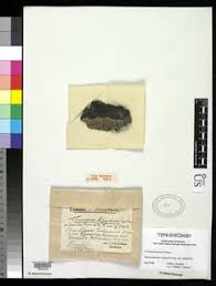 Attēlu rezultāti vaicājumam “Verrucaria hydrela”