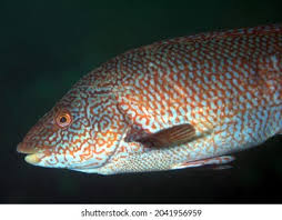 Image result for Labrus bergylta