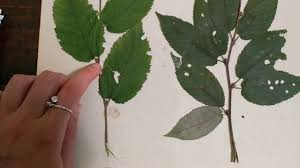 Attēlu rezultāti vaicājumam “Betula alleghaniensis leaf”