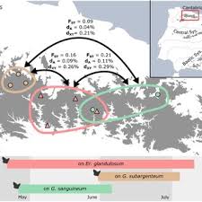 Attēlu rezultāti vaicājumam “Eumedonia eumedon underside”