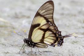 Attēlu rezultāti vaicājumam “Papilionidae”
