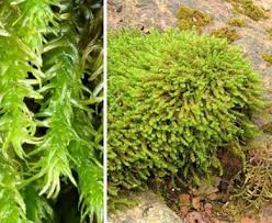 Attēlu rezultāti vaicājumam “Anomodon attenuatus”