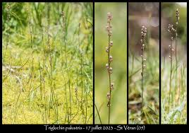 Attēlu rezultāti vaicājumam “Triglochin palustre fruit”