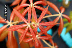 Attēlu rezultāti vaicājumam “Aesculus x neglecta”