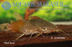 Attēlu rezultāti vaicājumam “Dianema nivale macro”