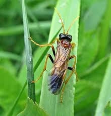Attēlu rezultāti vaicājumam “Tenthredo campestris female”