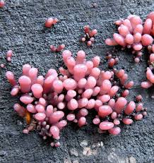 Attēlu rezultāti vaicājumam “Ascocoryne sarcoides”