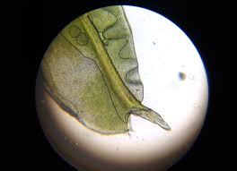 Attēlu rezultāti vaicājumam “Pseudotaxiphyllum elegans macro”