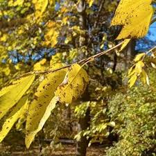 Attēlu rezultāti vaicājumam “Populus laurifolia”