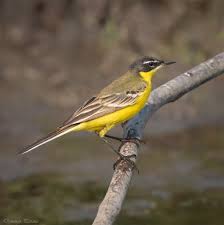 Attēlu rezultāti vaicājumam “Motacilla flava flava adult”