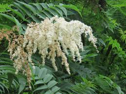 Attēlu rezultāti vaicājumam “Sorbaria sorbifolia flower”