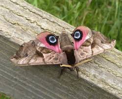 Image result for hawk moth