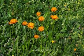 Image result for Hieracium aurantiacum