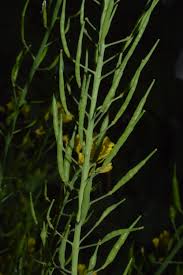 Attēlu rezultāti vaicājumam “Brassica napus fruit”