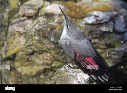 Image result for Tichodroma muraria