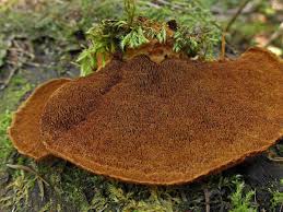 Attēlu rezultāti vaicājumam “Inonotus leporinus”