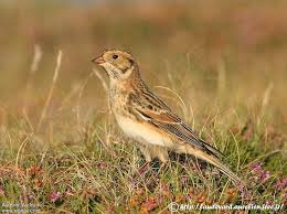 Image result for Calcarius lapponicus