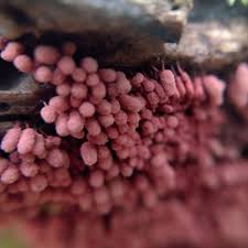 Attēlu rezultāti vaicājumam “Arcyria denudata macro”