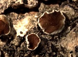 Attēlu rezultāti vaicājumam “Lecanora allophana”