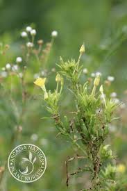 Attēlu rezultāti vaicājumam “Oenothera biennis bud”